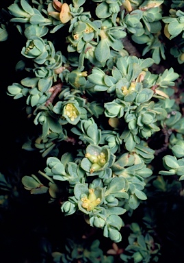 APII jpeg image of Pimelea serpyllifolia  © contact APII