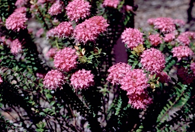 APII jpeg image of Pimelea ferruginea 'Magenta Mist'  © contact APII