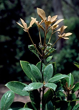 APII jpeg image of Pittosporum venulosum x revolutum  © contact APII