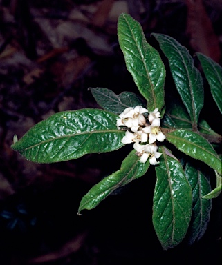 APII jpeg image of Pittosporum wingii  © contact APII