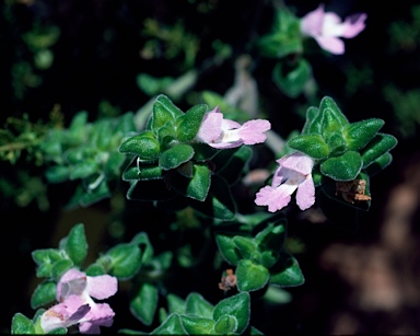 APII jpeg image of Prostanthera densa  © contact APII