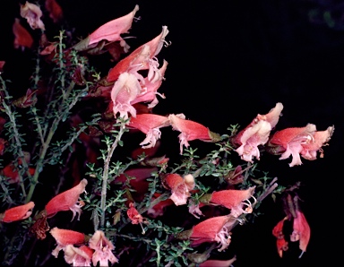 APII jpeg image of Prostanthera serpyllifolia subsp. microphylla  © contact APII