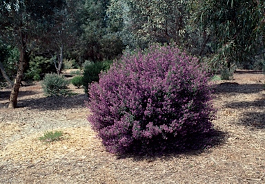 APII jpeg image of Prostanthera ovalifolia  © contact APII