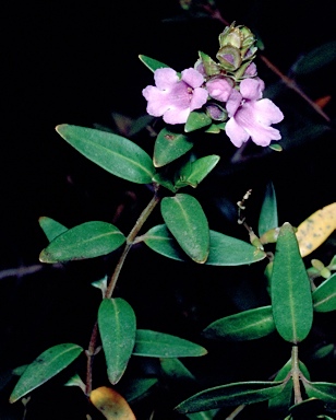 APII jpeg image of Prostanthera ovalifolia  © contact APII
