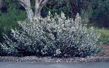 APII jpeg image of Prostanthera phylicifolia  © contact APII