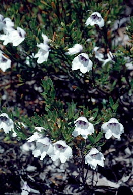 APII jpeg image of Prostanthera saxicola var. montana  © contact APII