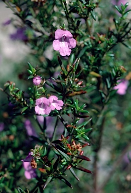 APII jpeg image of Prostanthera scutellarioides  © contact APII