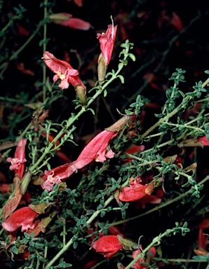 APII jpeg image of Prostanthera serpyllifolia subsp. microphylla  © contact APII