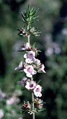 APII jpeg image of Prostanthera stenophylla  © contact APII