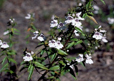 APII jpeg image of Prostanthera 'Poorinda Snow Queen'  © contact APII