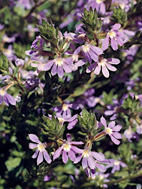 APII jpeg image of Scaevola aemula  © contact APII