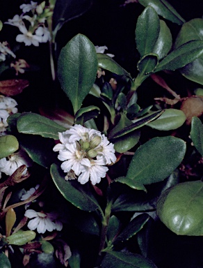 APII jpeg image of Scaevola crassifolia  © contact APII