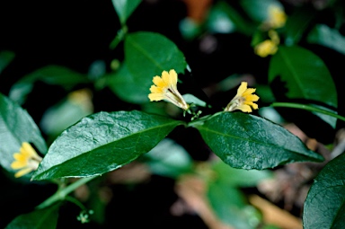 APII jpeg image of Scaevola enantophylla  © contact APII