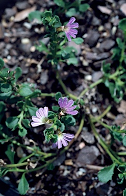 APII jpeg image of Scaevola microphylla  © contact APII