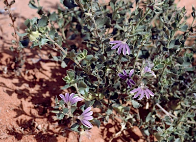 APII jpeg image of Scaevola parvibarbata  © contact APII