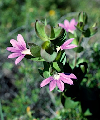 APII jpeg image of Scaevola platyphylla  © contact APII