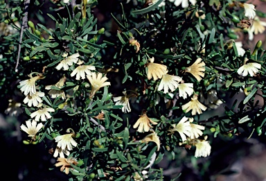 APII jpeg image of Scaevola spinescens  © contact APII