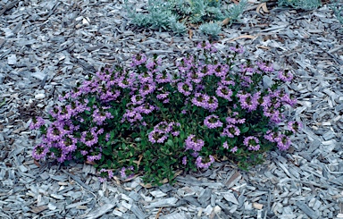 APII jpeg image of Scaevola aemula 'Purple Fanfare'  © contact APII