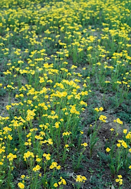 APII jpeg image of Senecio pinnnatifolius  © contact APII