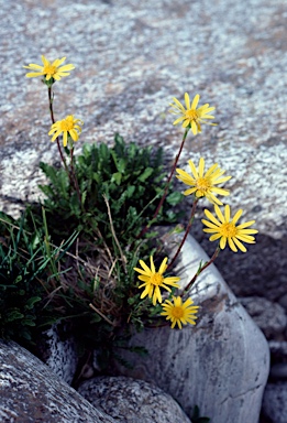 APII jpeg image of Senecio pectinatus  © contact APII