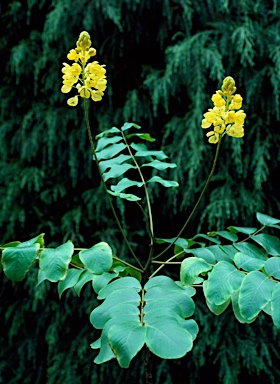 APII jpeg image of Senna magnifolia  © contact APII