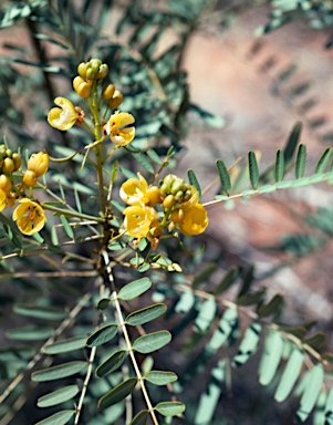 APII jpeg image of Senna pleurocarpa  © contact APII