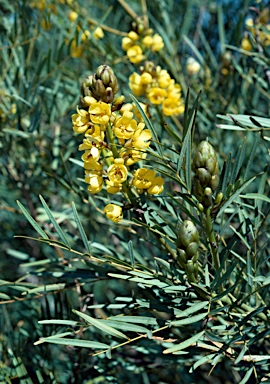 APII jpeg image of Senna pleurocarpa var. angustifolia  © contact APII