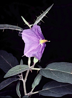 APII jpeg image of Solanum asymmetriphyllum  © contact APII