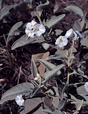 APII jpeg image of Solanum dioicum  © contact APII