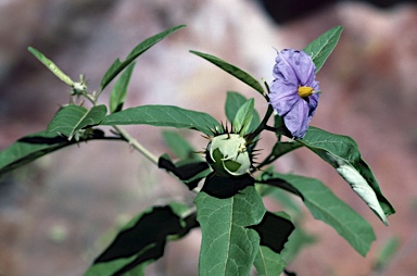 APII jpeg image of Solanum echinatum  © contact APII