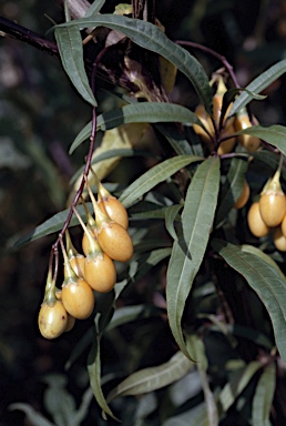 APII jpeg image of Solanum laciniatum  © contact APII