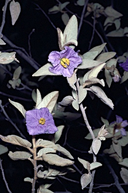 APII jpeg image of Solanum jucundum  © contact APII