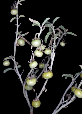 APII jpeg image of Solanum plicatile  © contact APII