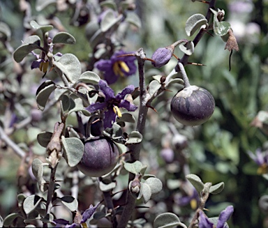 APII jpeg image of Solanum orbiculatum subsp. orbiculatum  © contact APII