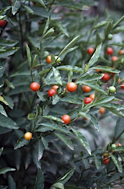 APII jpeg image of Solanum pseudocapsicum  © contact APII