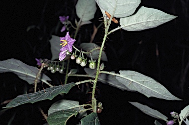 APII jpeg image of Solanum mitchellianum  © contact APII