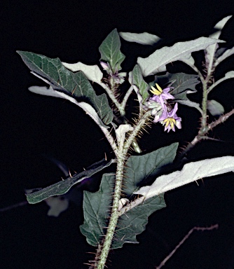 APII jpeg image of Solanum mitchellianum  © contact APII