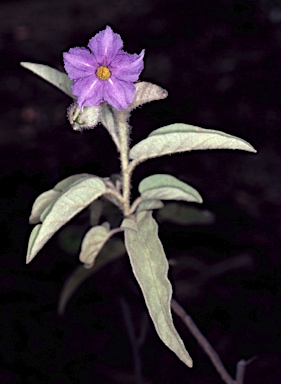 APII jpeg image of Solanum cocosoides  © contact APII
