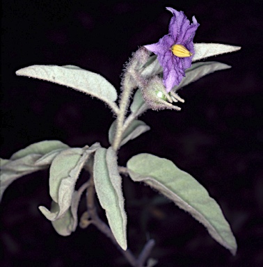 APII jpeg image of Solanum cocosoides  © contact APII
