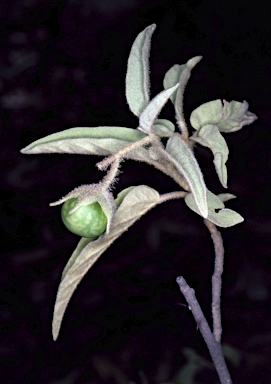 APII jpeg image of Solanum cocosoides  © contact APII