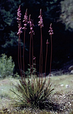 APII jpeg image of Stylidium graminifolium  © contact APII