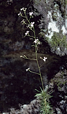 APII jpeg image of Stylidium laricifolium  © contact APII