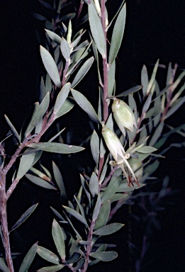 APII jpeg image of Styphelia triflora  © contact APII