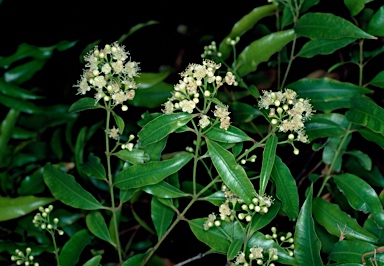 APII jpeg image of Syzygium anisatum  © contact APII