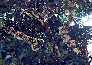 APII jpeg image of Syzygium cormiflorum  © contact APII