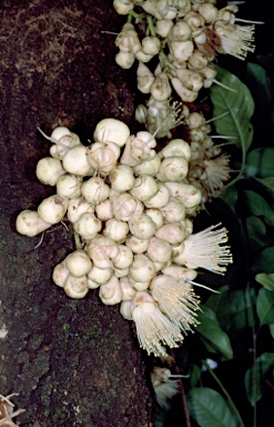 APII jpeg image of Syzygium cormiflorum  © contact APII