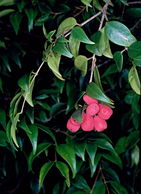 APII jpeg image of Syzygium luehmannii  © contact APII