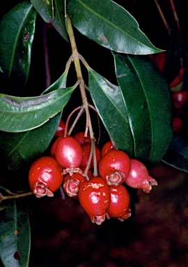 APII jpeg image of Syzygium paniculatum  © contact APII