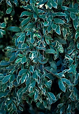 APII jpeg image of Syzygium paniculatum 'Variegatum'  © contact APII