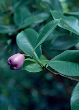 APII jpeg image of Syzygium papyraceum  © contact APII